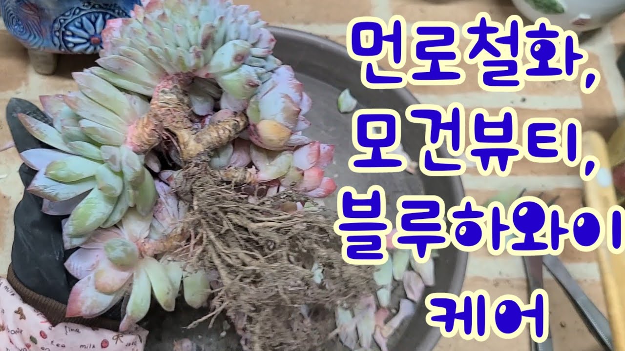 먼로철화, ㅗ건뷰티, 블루하와이