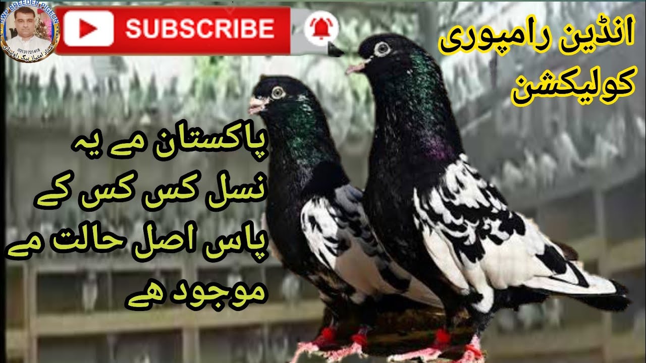 Rampuri pigeon collection | indian | rampuri | rwpbreederpigeon