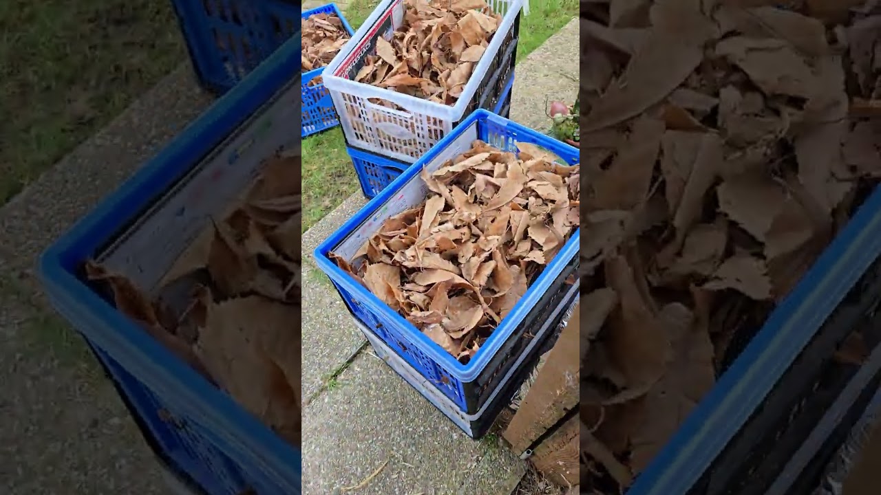 Tortue herman hermanni élevage TORTURAM sortie d'hibernation