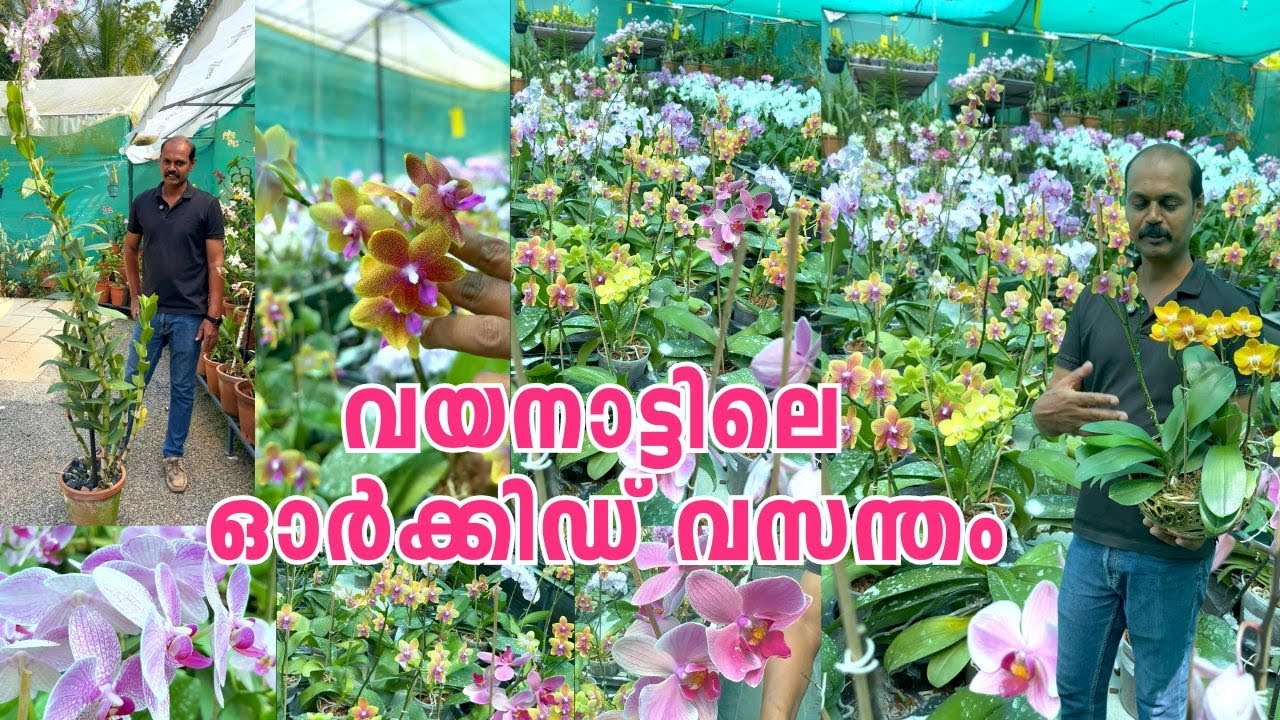 ഏതു വേണമെന്ന് കൺഫ്യൂഷൻ ! വയനാട്ടിലെ ഓർക്കിഡ് വസന്തം Amazing Orchid Collection