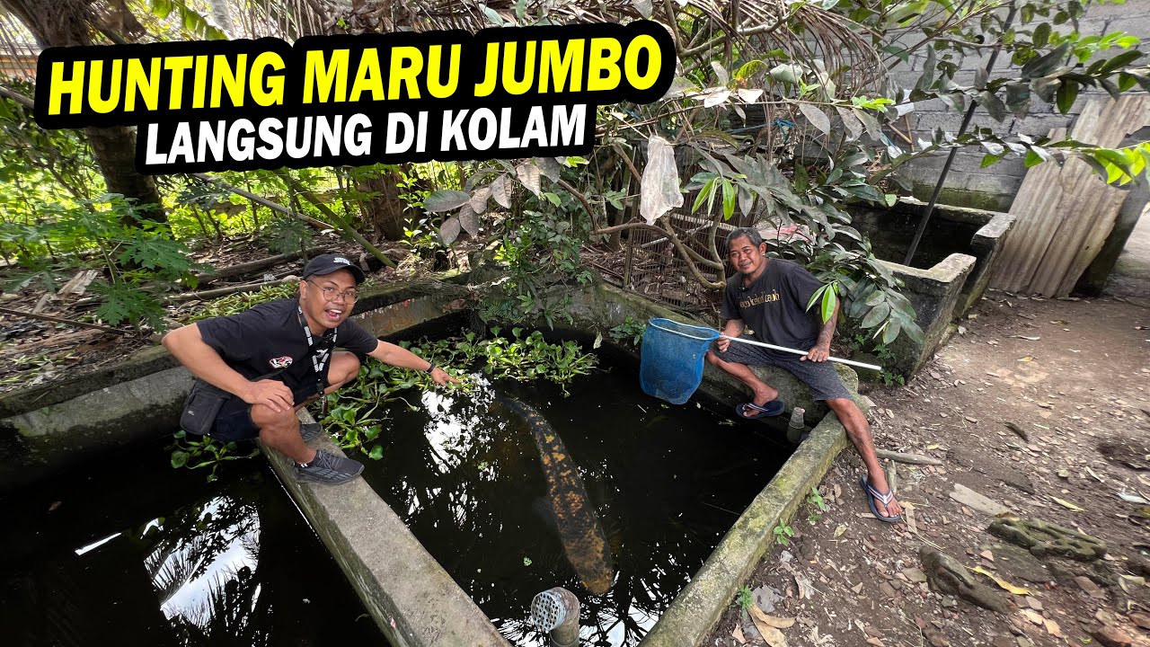 AUTO SEROK!! HUNTING MARU JUMBO BANYAK BUNGA DI KOLAM PAK KOMANG