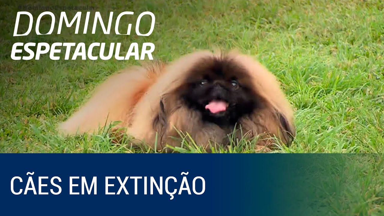 Entenda por que algumas raças de cães estão em extinção