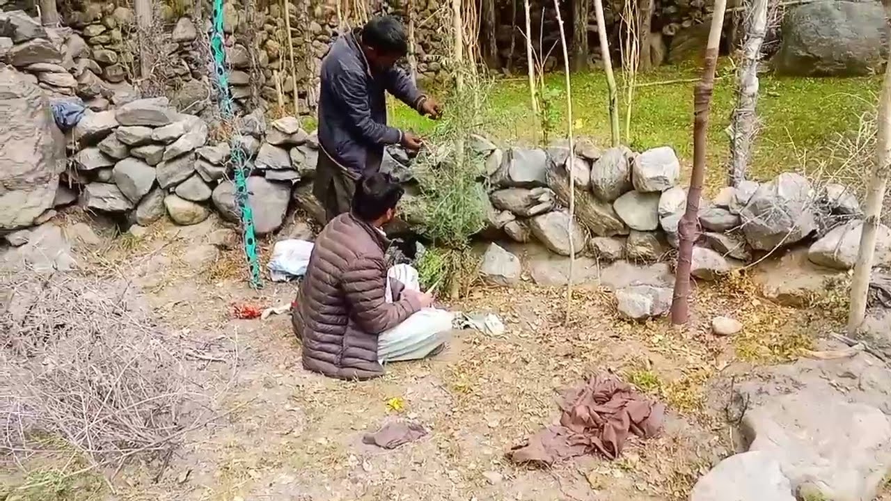 how to care plants in village | Frano valley | LOC | indo pak