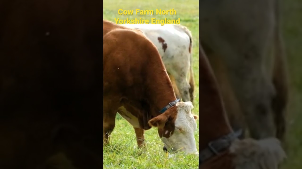 Cow farm North Yorkshire England #youtubeshorts #viral #trending #inspiration #entertainment