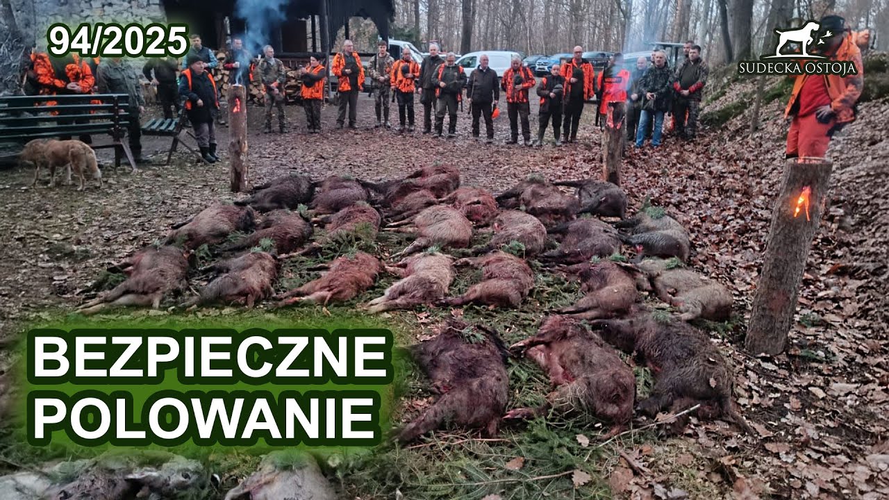 Bezpieczeństwo na polowaniu zbiorowym 2 - SUDECKA OSTOJA 94/2025 Driven Hunt jagd 