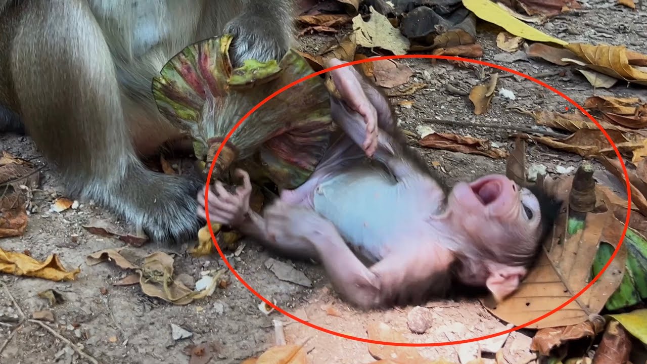 No adult! This is the wonderful action of mom Anna discipline while mom eating 