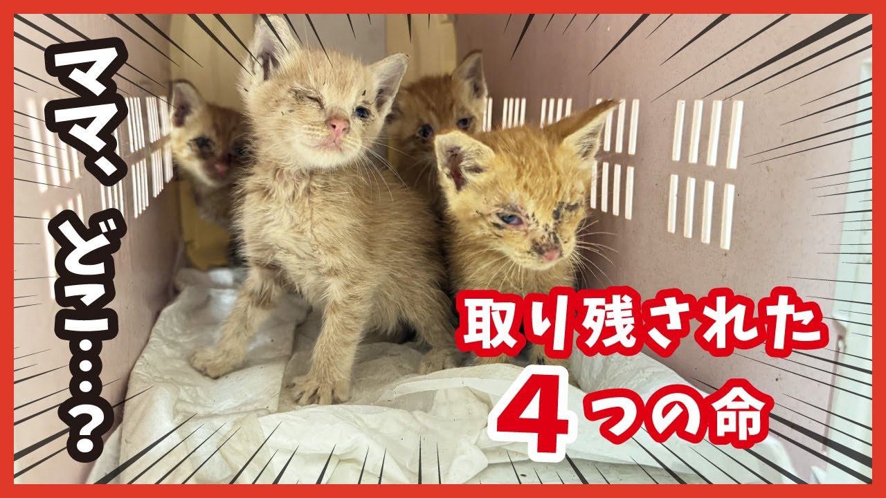 ママを探して鳴き続けた４匹の子猫たち…