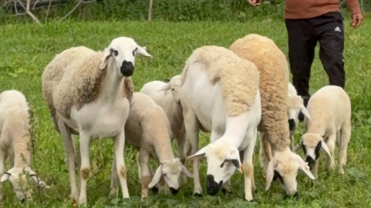 تبارك الله 3 نعجات أنوك متومات للبيع مع الثمن