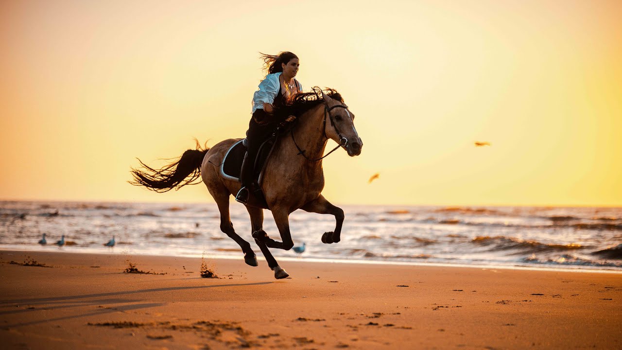 Paarden video op het strand van Noordwijk