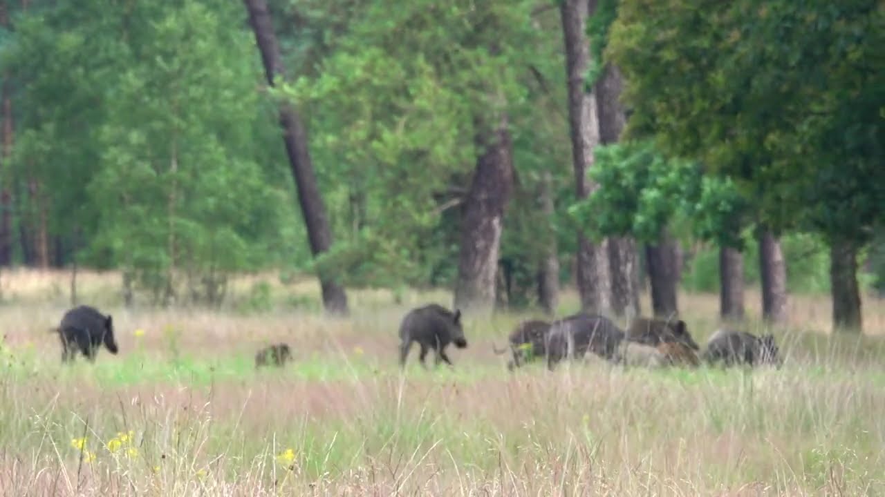 Wild boar family enjoying the open field. Wilde zwijnen! #wildboar #everzwijn #wildzwijn #hogeveluwe