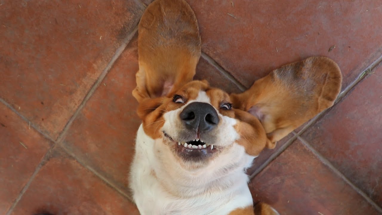 🐶 Basset Hound - 🐕 Un perro sabueso bastante peculiar / Historia, Características, cuidados..etc