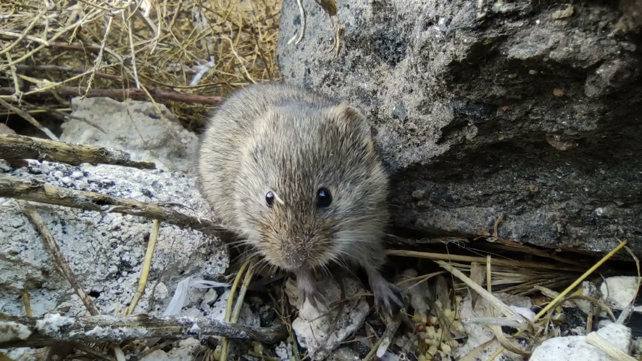 Vole Mouse Jonny series 6. #nature #vole #animals #mouse