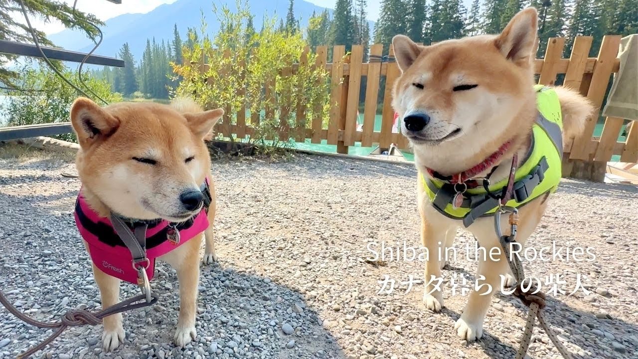 しぶしぶライフジャケットを着るもカヌーに乗ったら最高の笑顔を見せてくれる柴犬【4K】