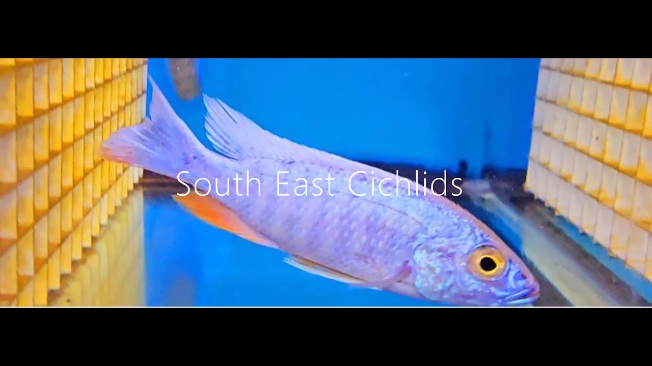 South East Cichlids