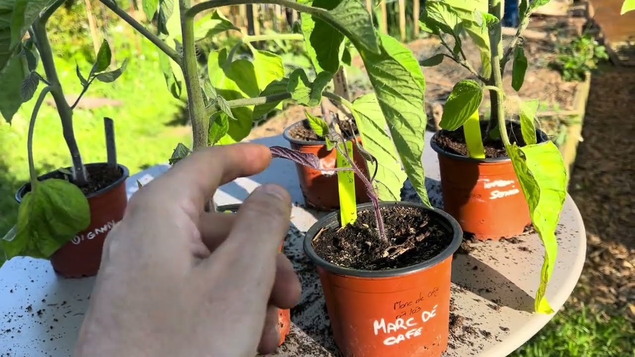 Marc de café, purin de banane, les effets sur les plants de tomates 🍅