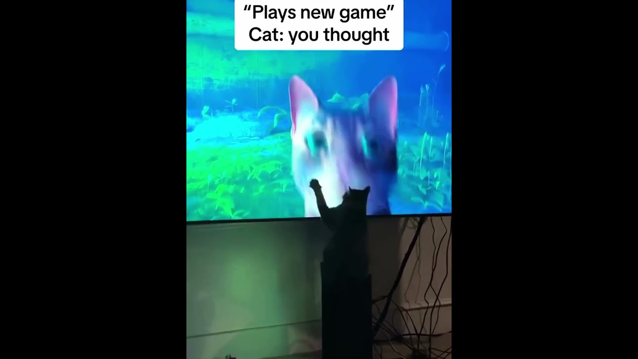 Cat and tv # 
