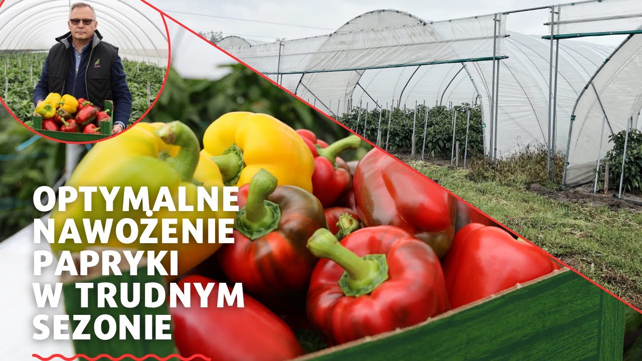 Optymalne NAWOŻENIE PAPRYKI – plon, jakość i realne oszczędności