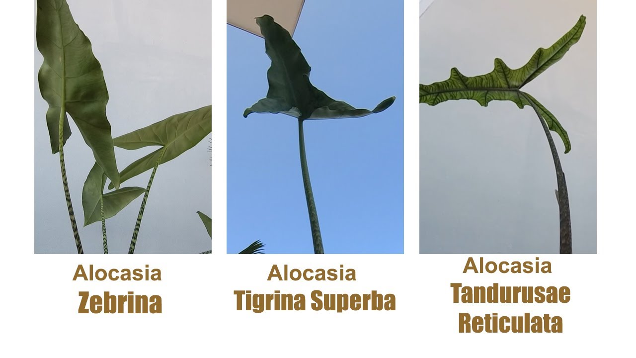 Alocasia Zebrina - Alocasia Tigrina Superba - Alocasia Tandurusae Reticulata