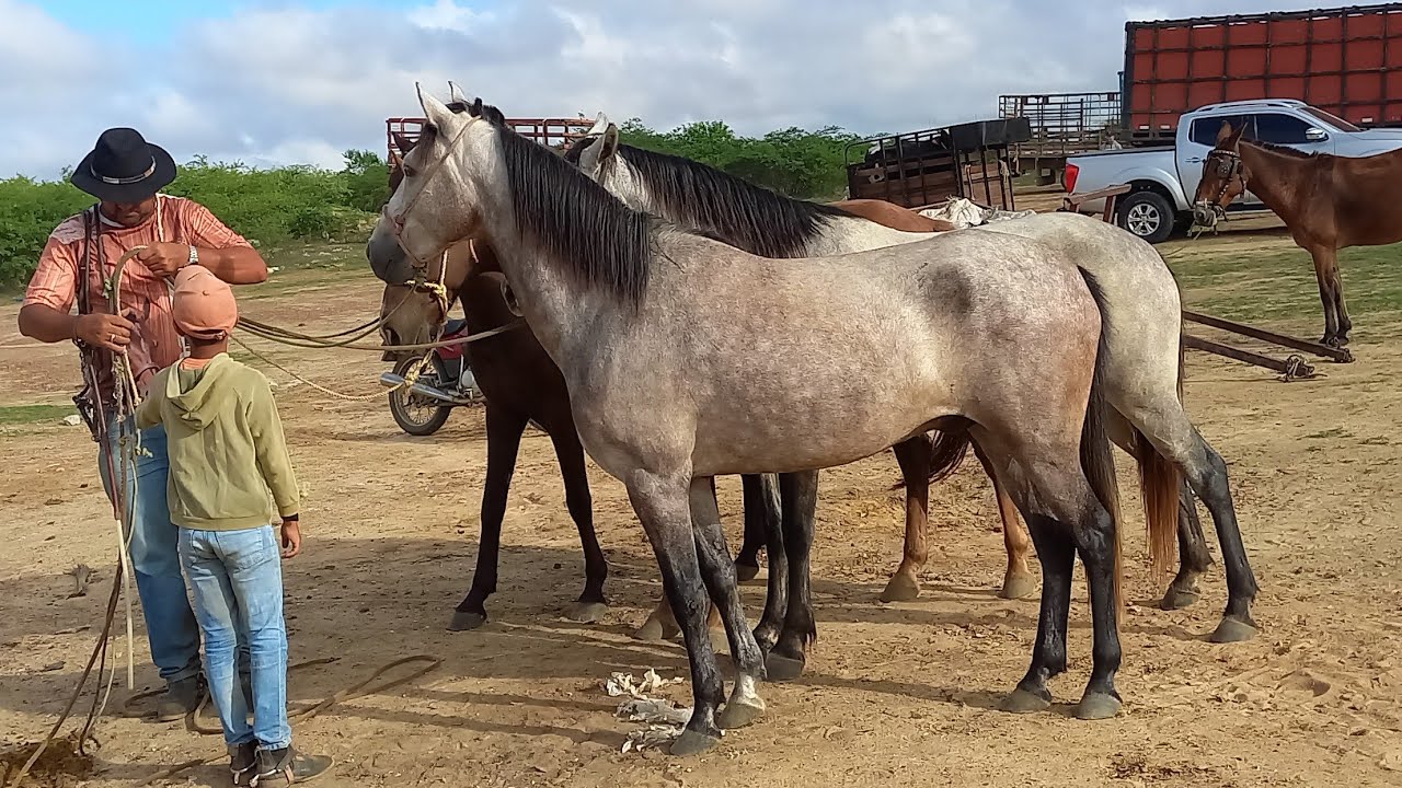 FEIRA DE CAVALOSEM CAMPINA GRANDE-PB 25-02-2026 ALÉM DE BURROS E JUMENTOS 