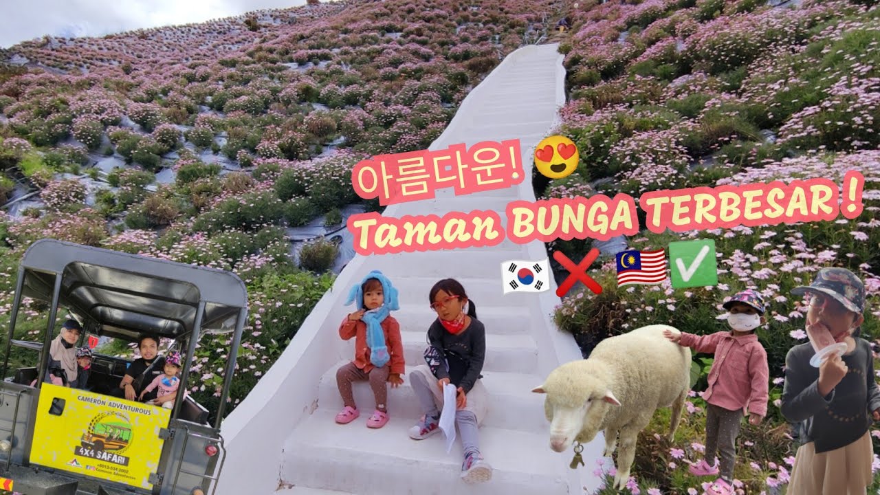 Cameron Highland | Flora Park | Cafe & Dessert | Must Visit for Kids | Pahang | Malaysia