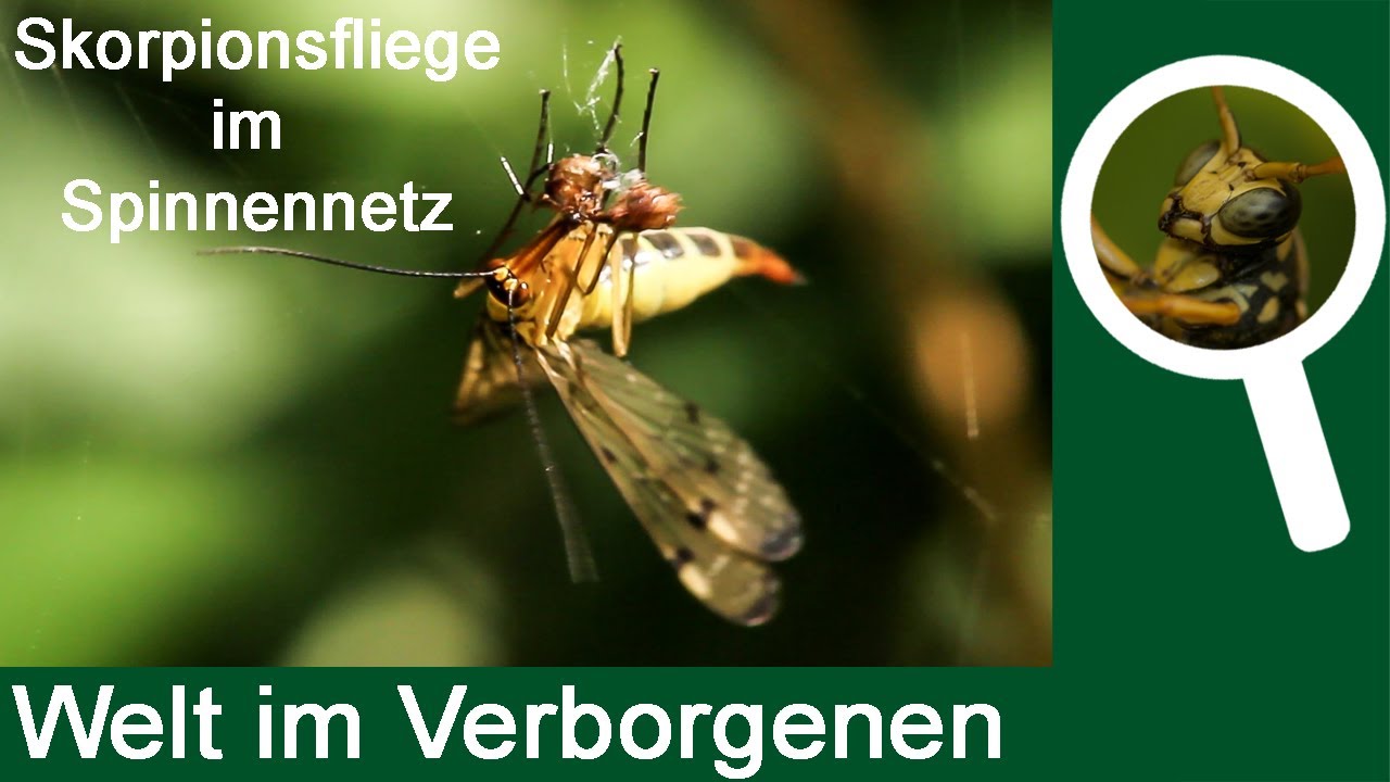 Skorpionsfliege im Spinnennetz