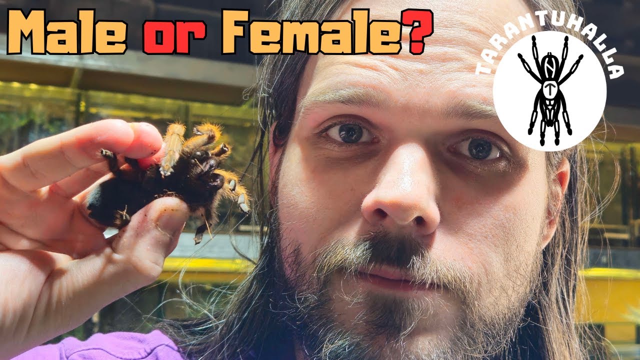Male or Female Tarantula? The Ultimate Beginner's ID Guide!