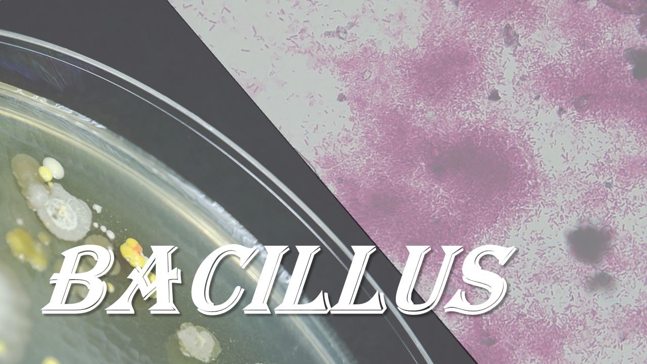 Bacillus