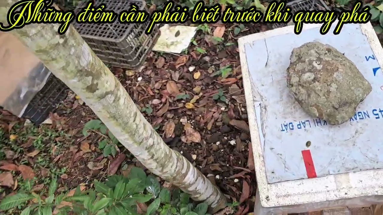 NHỮNG điểm cần phải biết trước khi quay phá #kythuatnuoiong 
