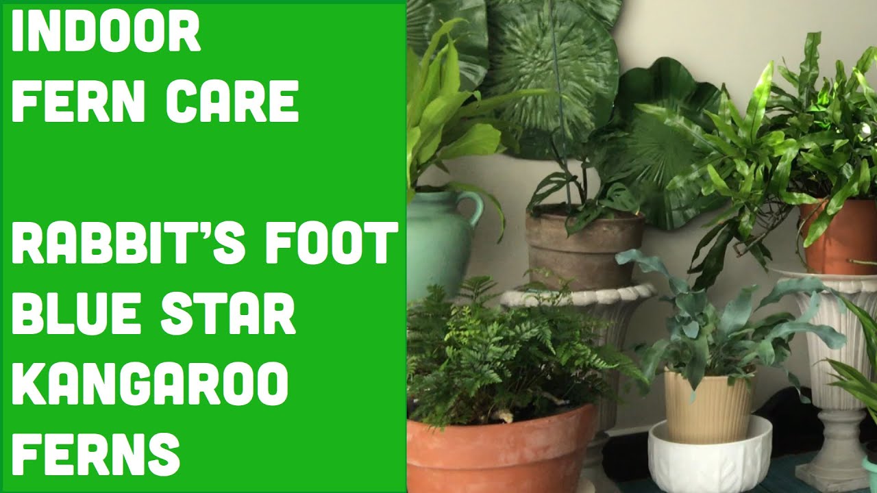 FERN CARE TIPS: 🇵🇭THE EASIEST OF ALL for RABBIT'S FOOT FERN. BLUE STAR FERN. KANGAROO FERN.