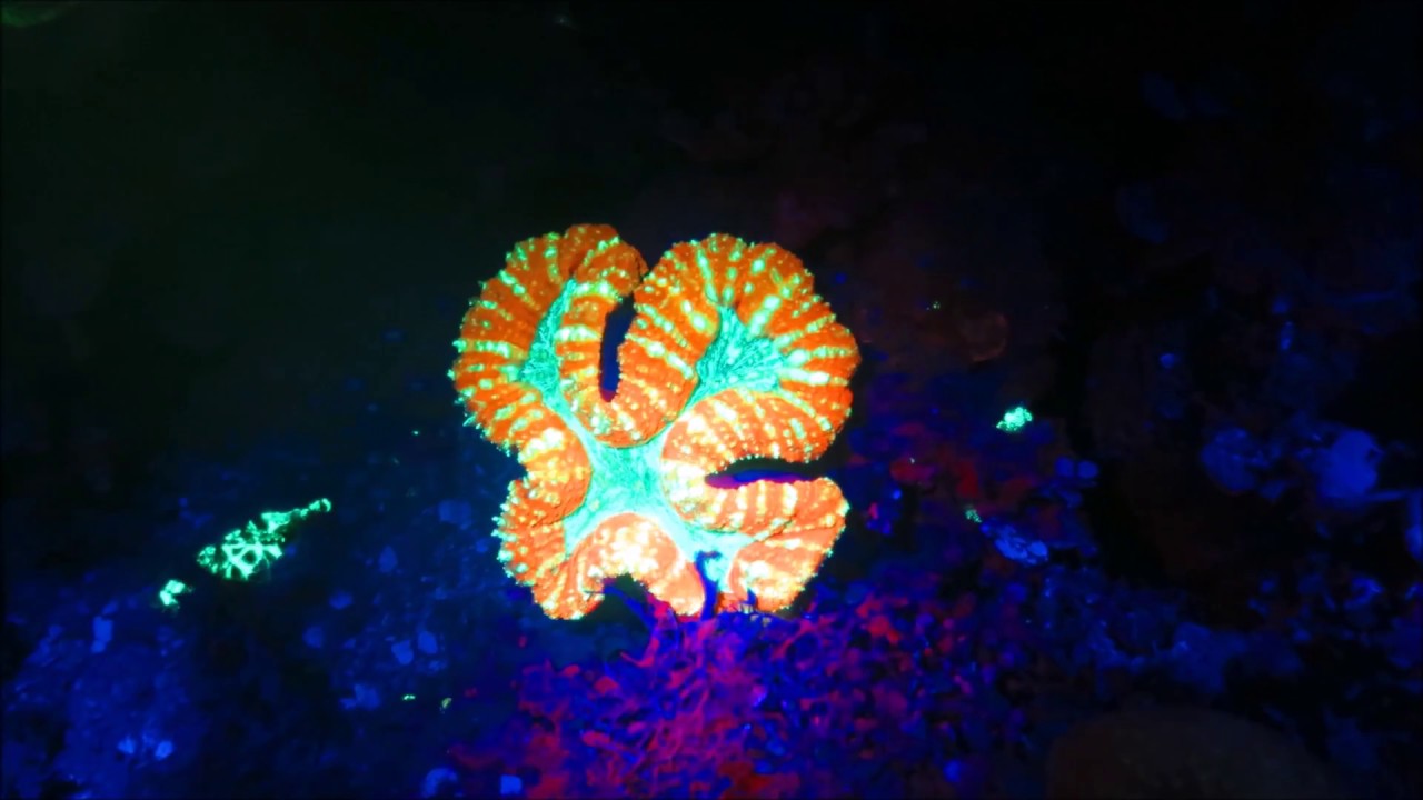 Fluorescent night diving in Madagascar @ Sakatia Lodge