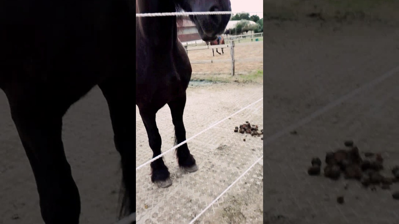 So ein sch&ouml;ner friese 😌😌❤❤🐴🙌