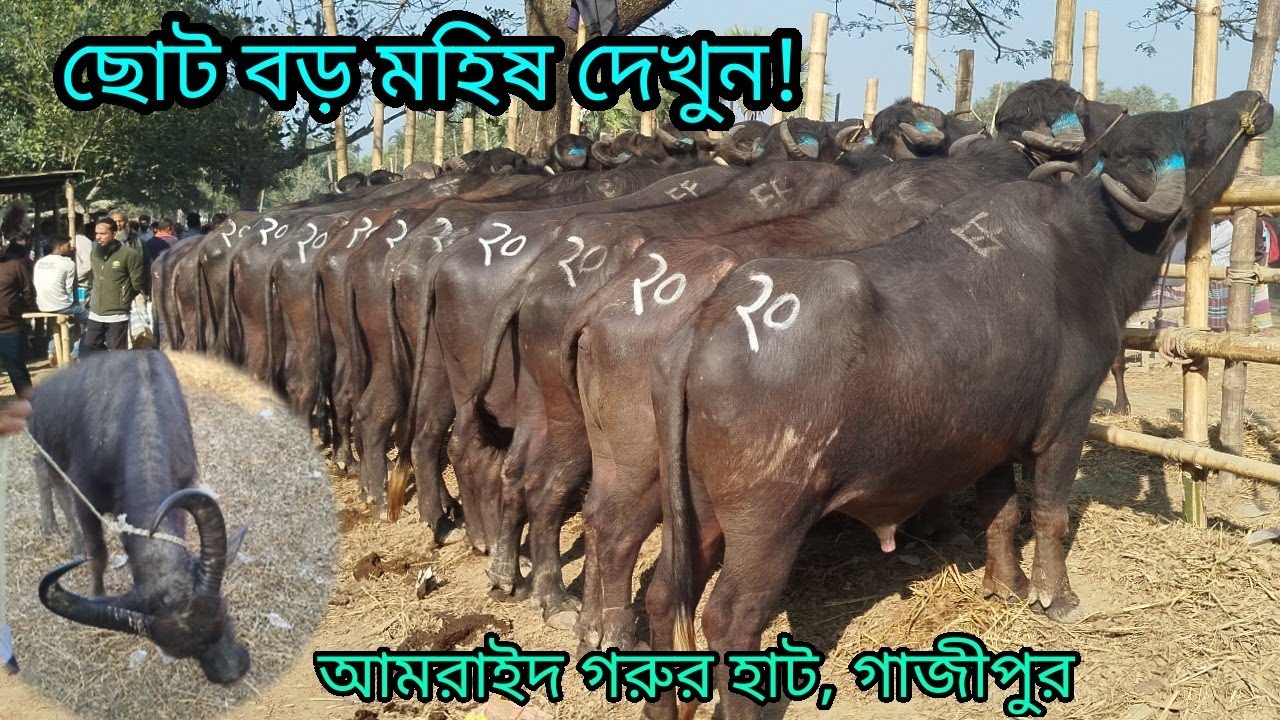ছোট বড় মহিষ এর দাম জানুন || Amrid Hatte || Know the price of small and big buffaloes 2026