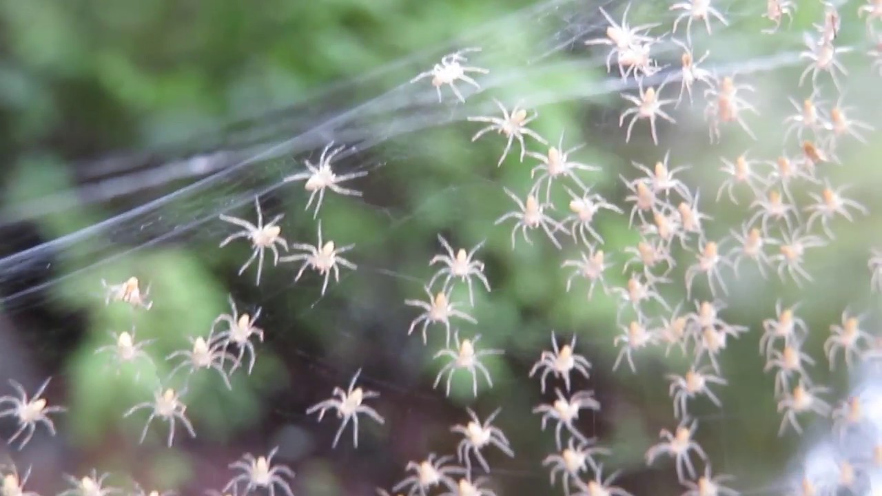 Ballooning Spiderlings