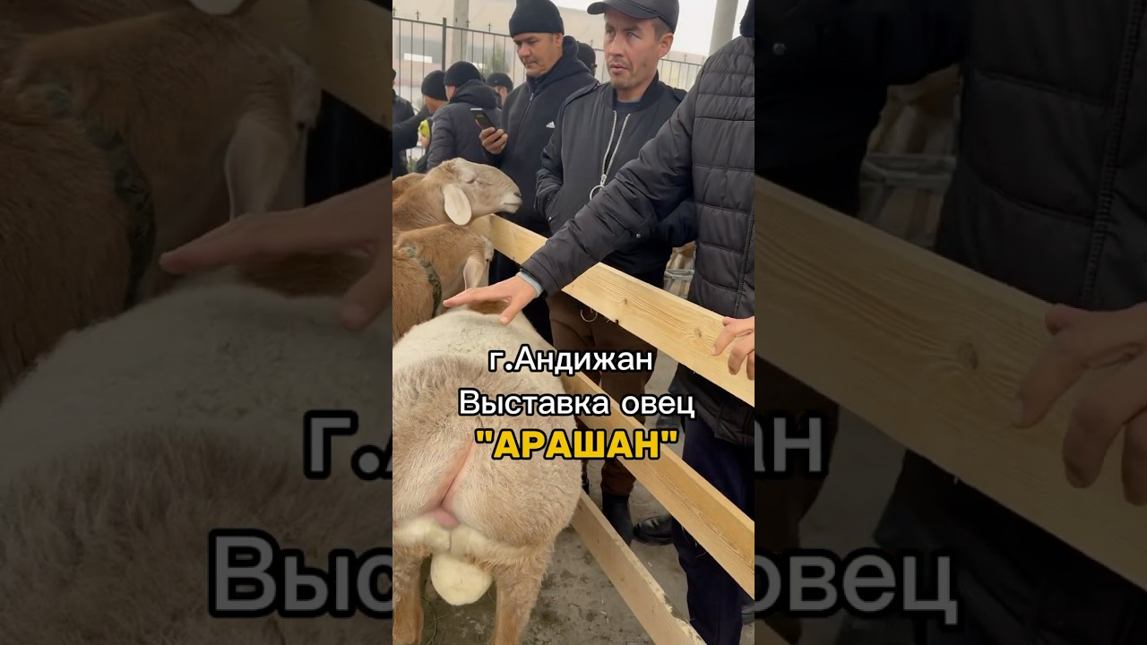 Цены на #овцы #арашан растут и в Узбекистане 🇺🇿 #арашанские_овцы @ArashanUzb-1