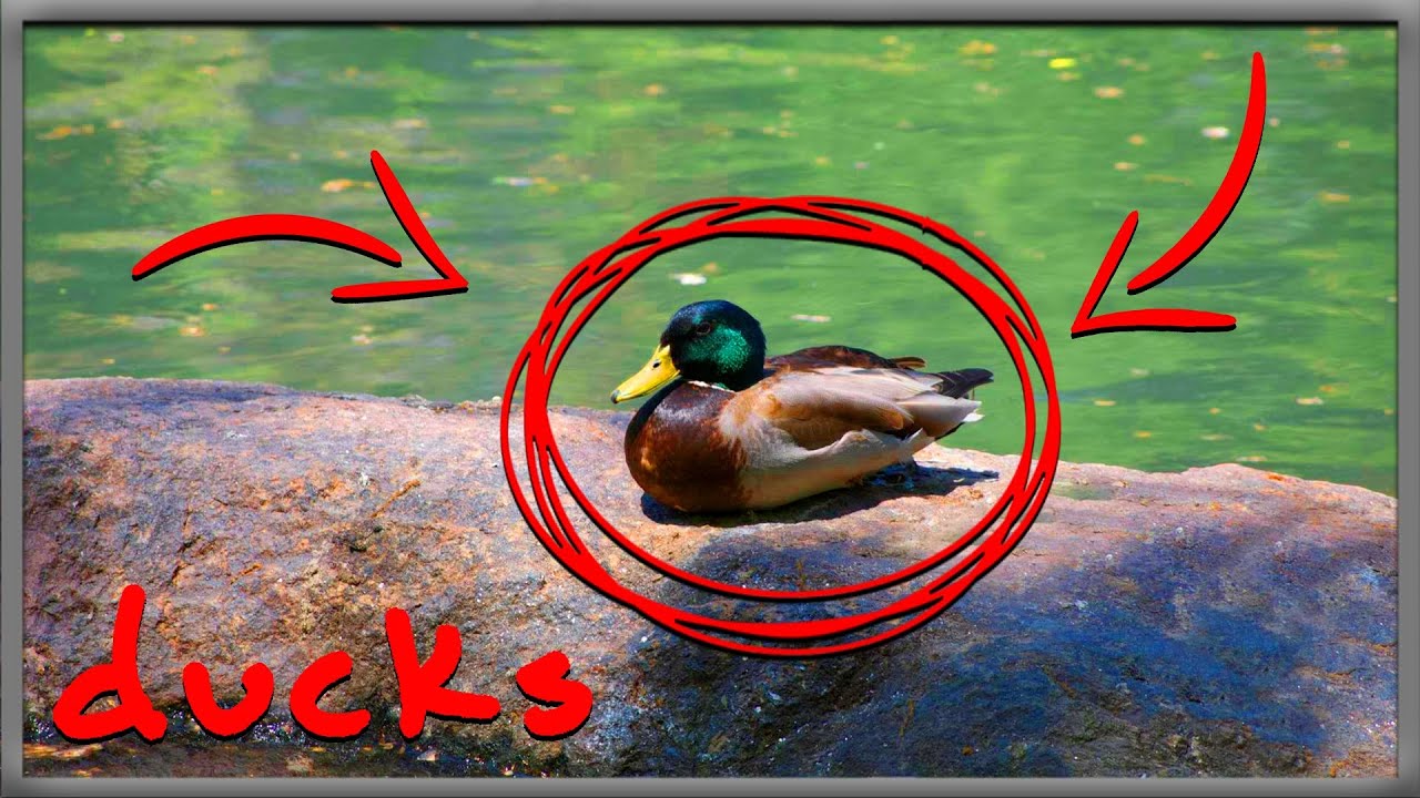 Ducks [Roommates]