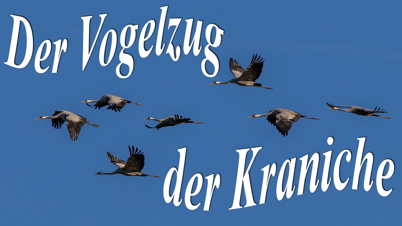 Der Vogelzug der Kraniche