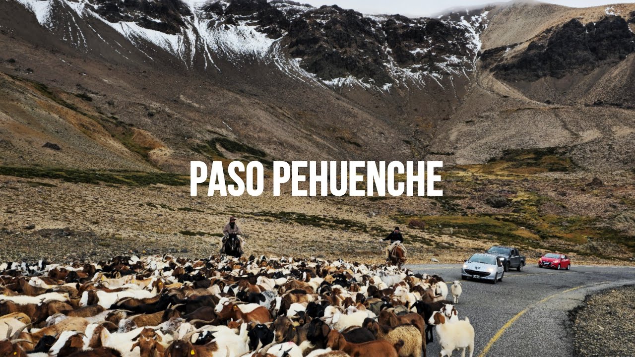 Arreo de Cabras yeguas y vacas bajada de ganado arrieros de la laguna del Maule como es un Arreo