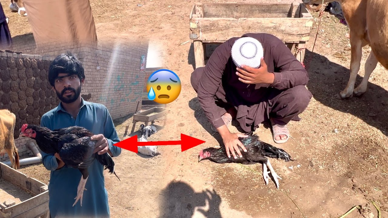 Hmara Kalo Khtry Men 😰 Asad Nen Kya Kiya ☹️