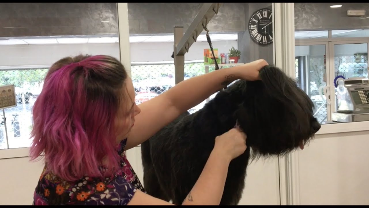 Peluquería Canina corte mestizo Gos d'Atura