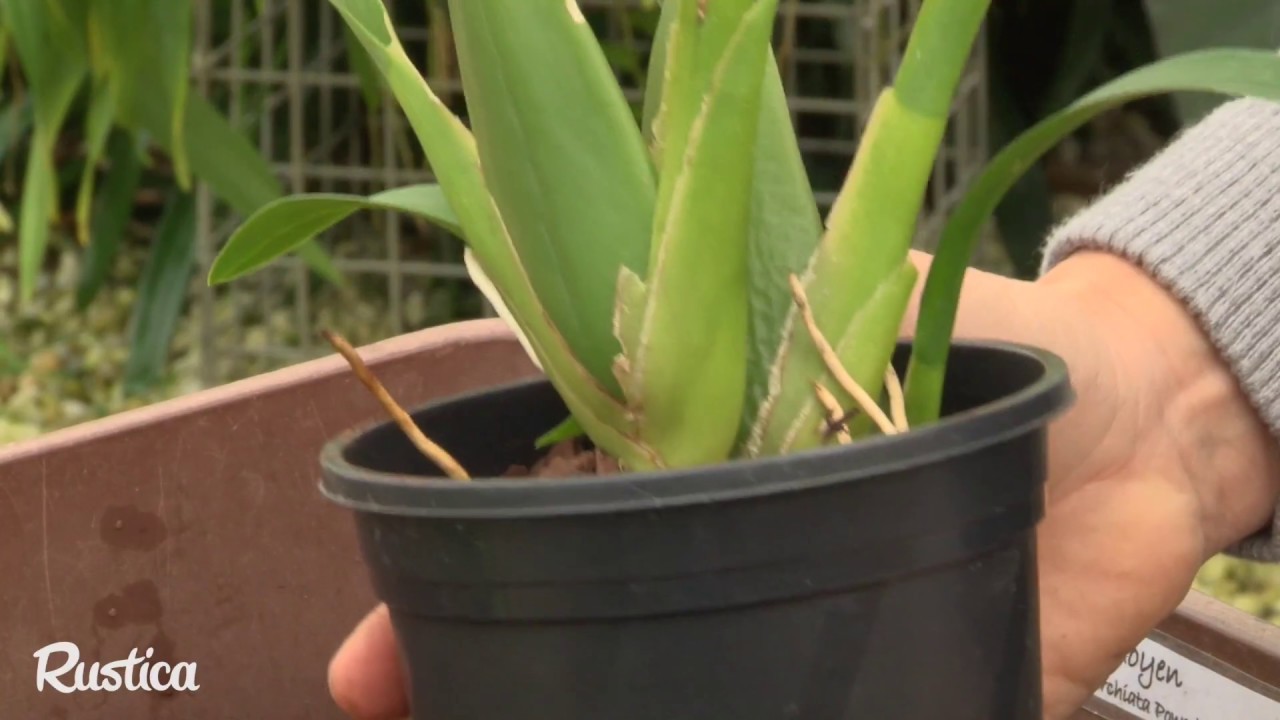Diviser une orchidée