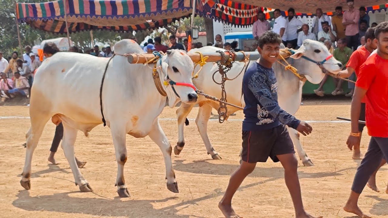 చిన్న కంభం గ్రామం రెండు పళ్ళ విభాగం 💥5వ జత💥