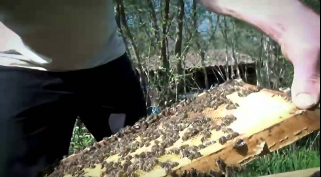 „Specialus tyrimas“: Saldžiausios medaus pardavėjų apgavystės (vaizdo reportažas)