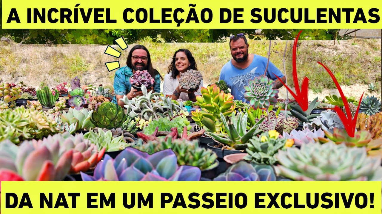 Explorando SUCULENTAS - Uma JORNADA no jardim da Nat - plantas