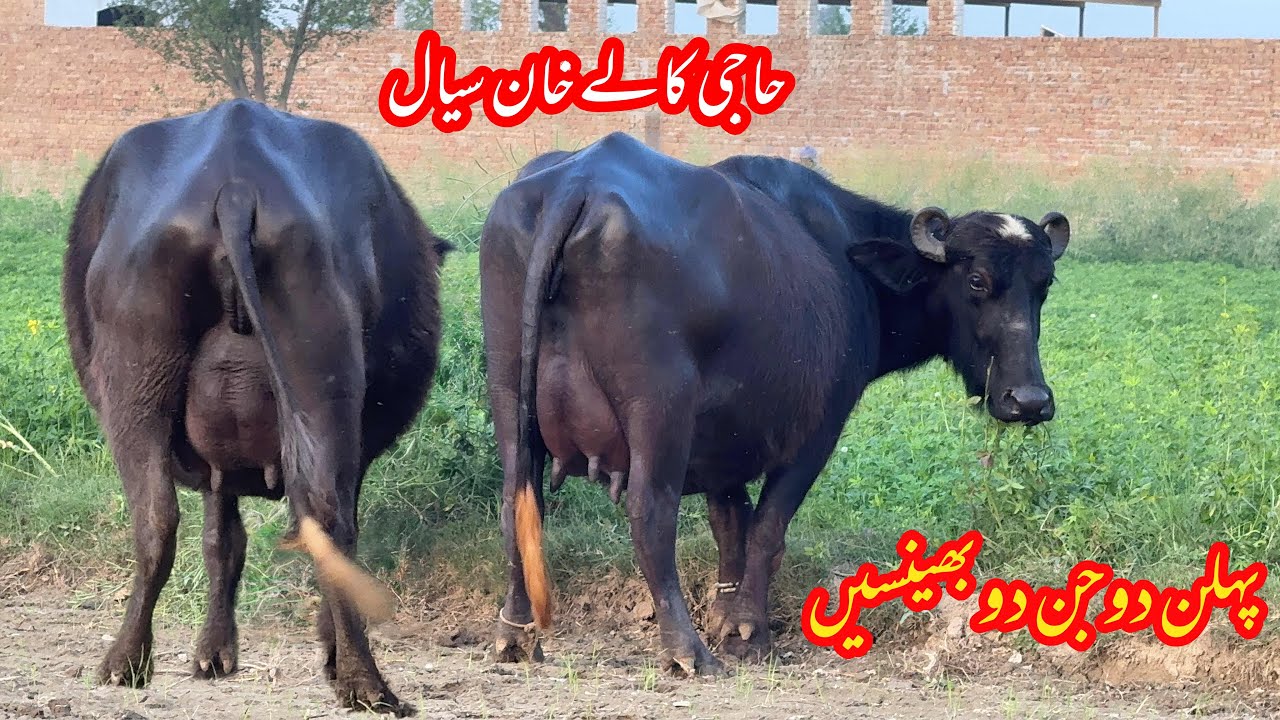 حاجی کالے خاں سیال کی 2سجری سوئ بھینسیں براۓفروخت14مارچ | Top Nilli High Milking buffalo for sale 