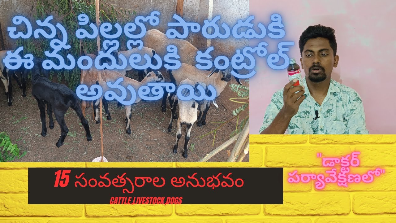 చిన్న పిల్లల్లో పారుడుకి ఈ మందులు వాడండి(Controlling Motions in Baby Sheep &Goat @animalcare365