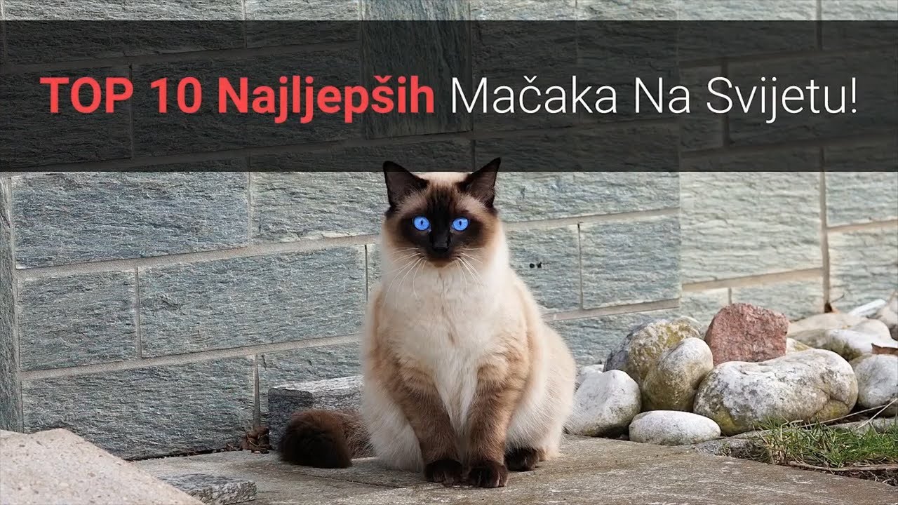 🐈 Najljepše Mačke – TOP 10 Najljepših Mačaka Na Svijetu!