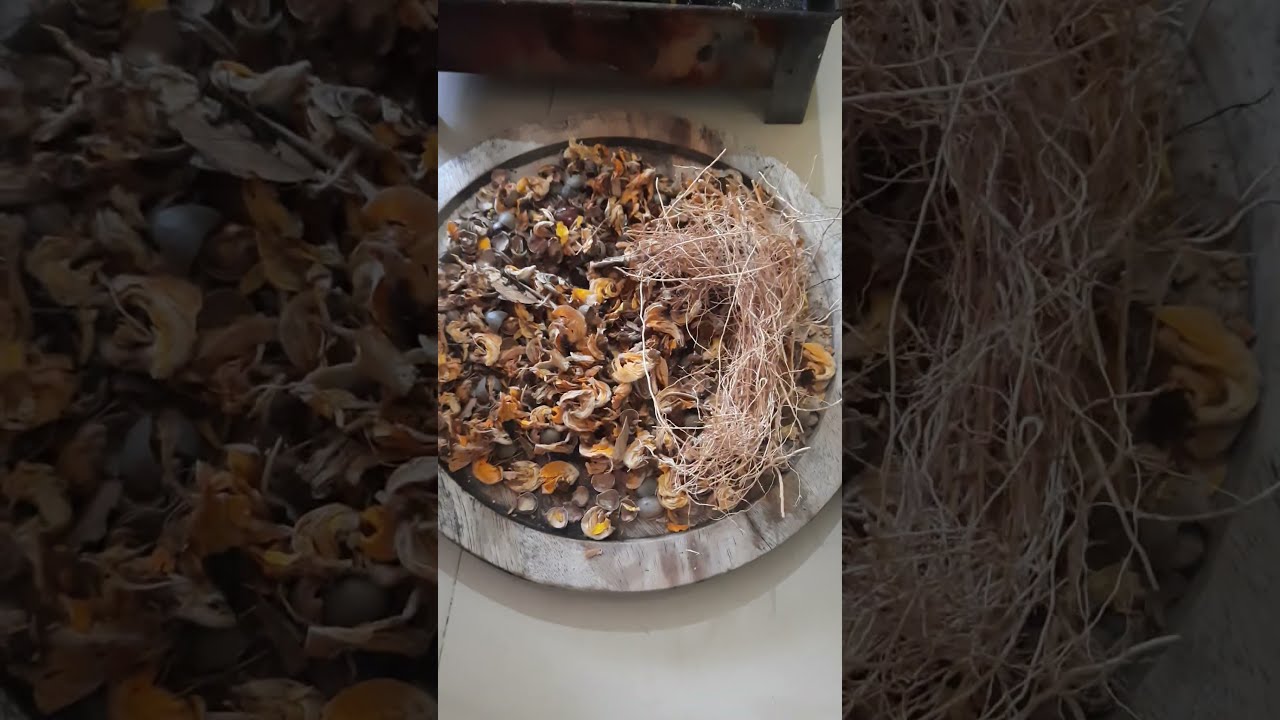 Live Sharadiya Maha Navami Puja #alignyourkarma #karmaholisticanandaretreat #pondicherry