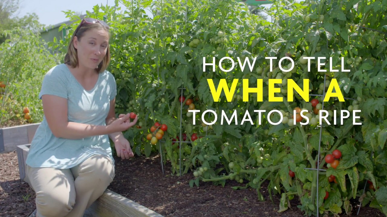 How to Tell When a Tomato is Ripe