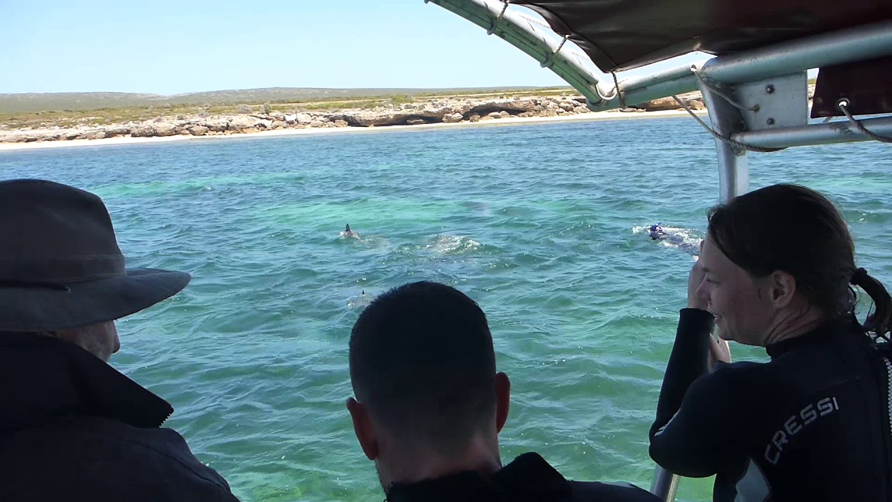 Baird Bay Clip: Dolphin Arrival