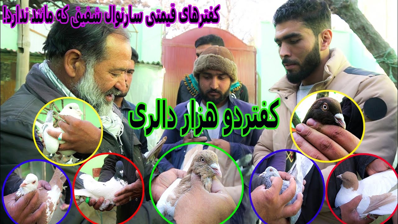 کفترهای قیمتی چوچگیر سارنوال شفیق